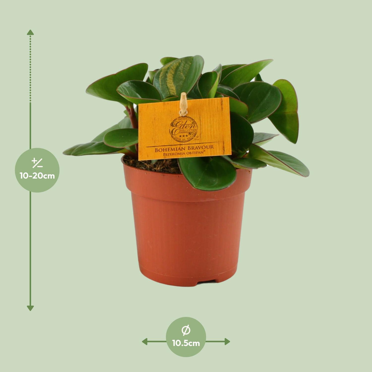 Detailfoto van Peperomia Obtipan