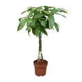 Pachira Aquatica, plant in pot