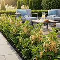 Witte bes Ribes rubrum Witte Hollander, plant in pot