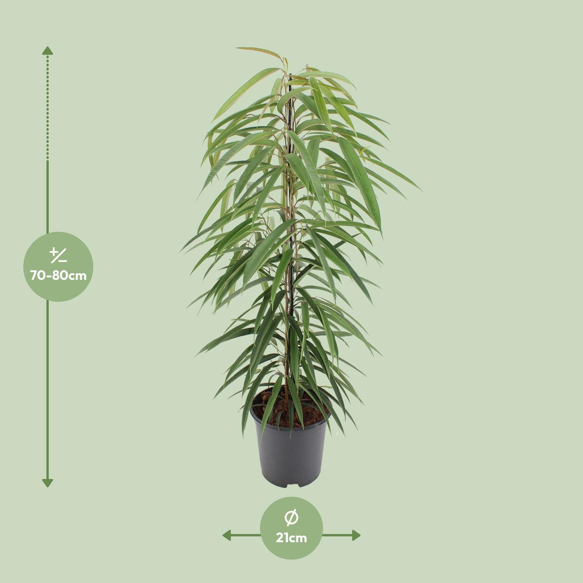 Detailfoto van Ficus Binnendijkii Alii
