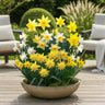 Narcis Botanical mix