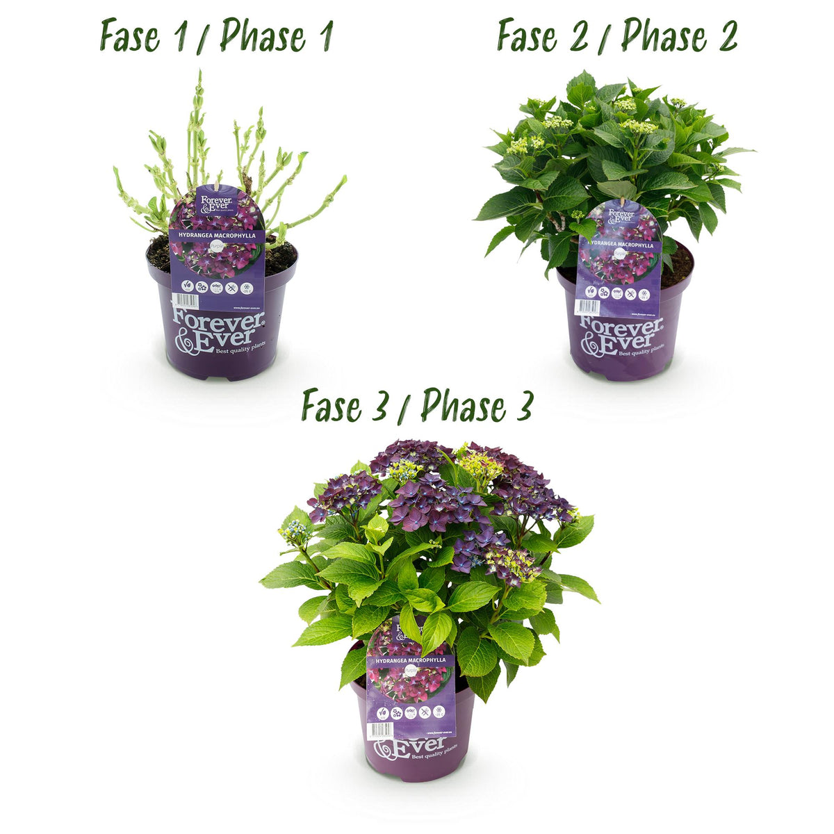 Hortensia Hydrangea Forever & Ever paars, groeiwijze van de plant