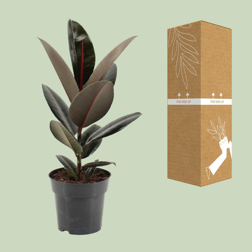 Detailfoto van Ficus Elastica Abidjan