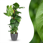 Gatenplant - Monstera Deliciosa mosstok  met grijze pot, detail van het blad