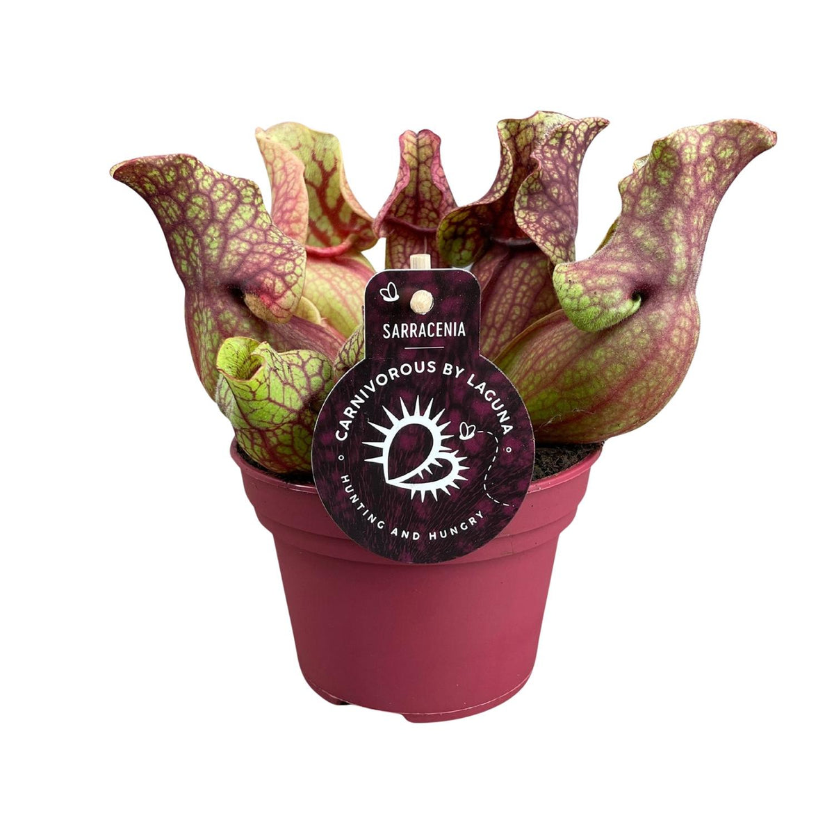 Productfoto van Sarracenia Venosa