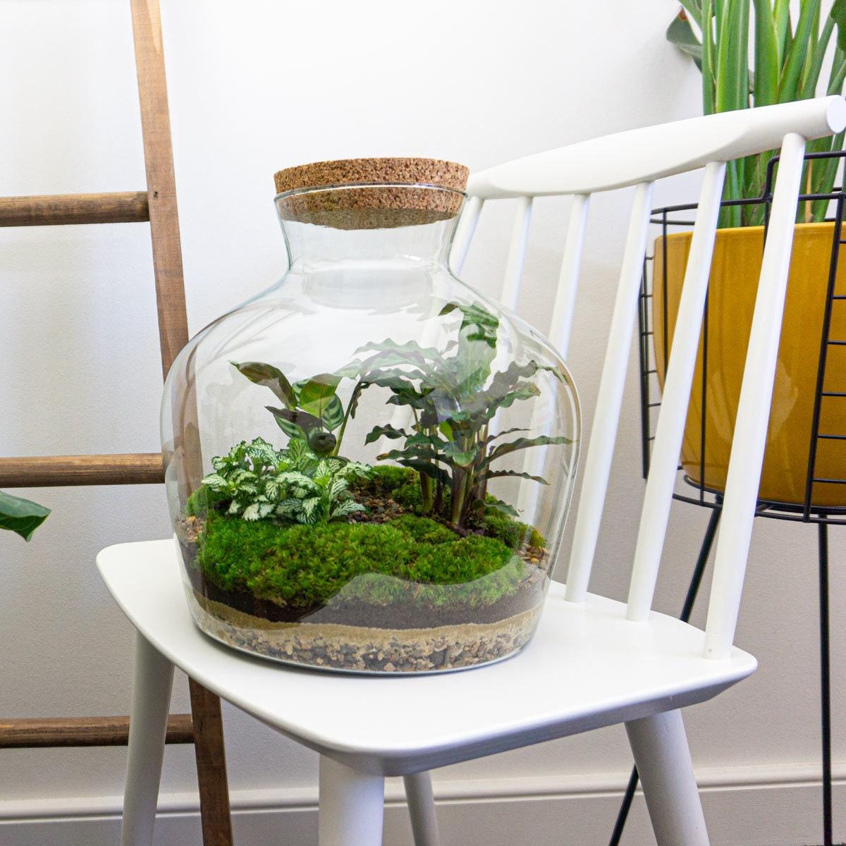 Productfoto van DIY terrarium Fat Joe met licht, zonder gereedschap