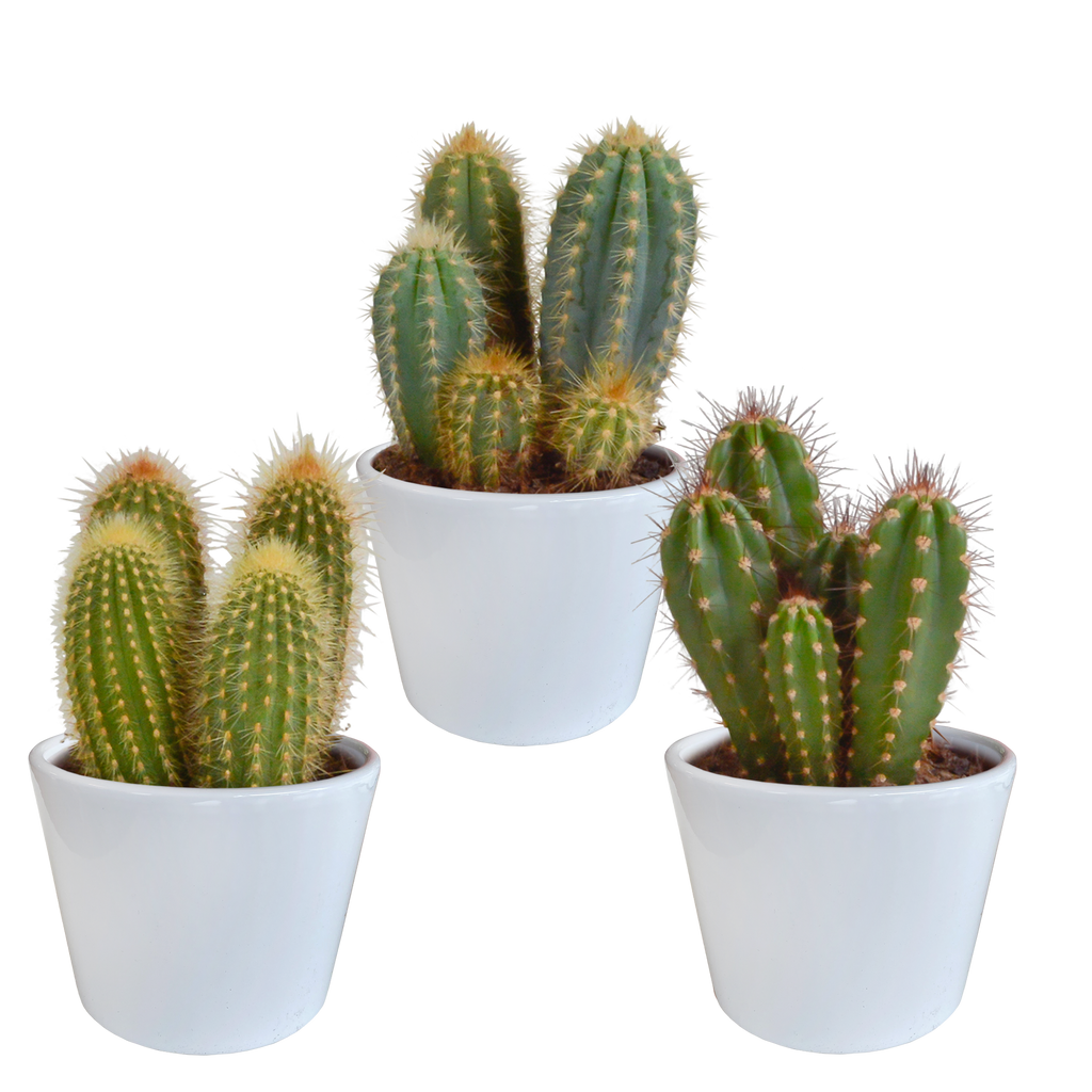 Cereus cactusmix, 3 stuks in Ø10,5 cm pot