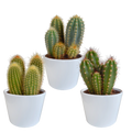Cereus cactusmix, 3 stuks in Ø10,5 cm pot