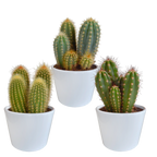 Cereus cactusmix, 3 stuks in Ø10,5 cm pot