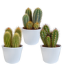 Cereus mix