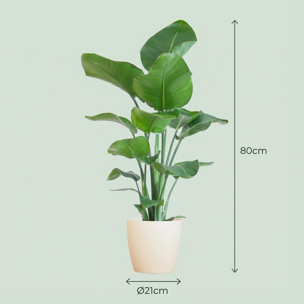 Strelitzia Nicolai met witte pot, groene bladeren