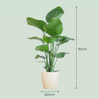 Strelitzia Nicolai met witte pot, groene bladeren