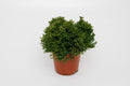 Productfoto van Hatiora Salicorniodes