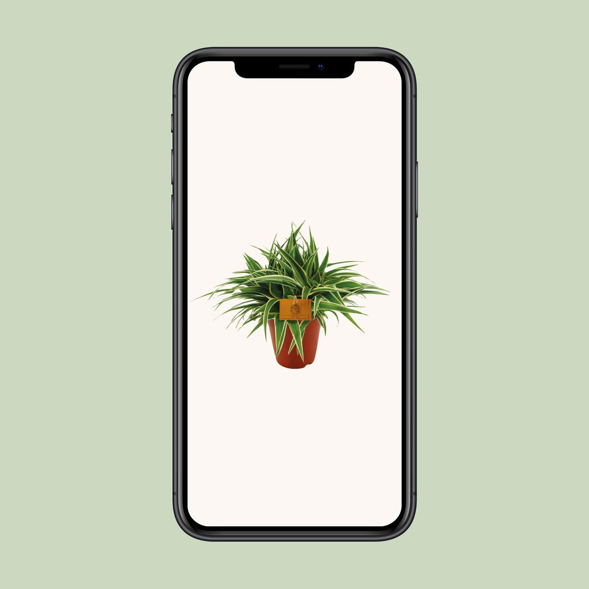 Detailfoto van Chlorophytum Ocean