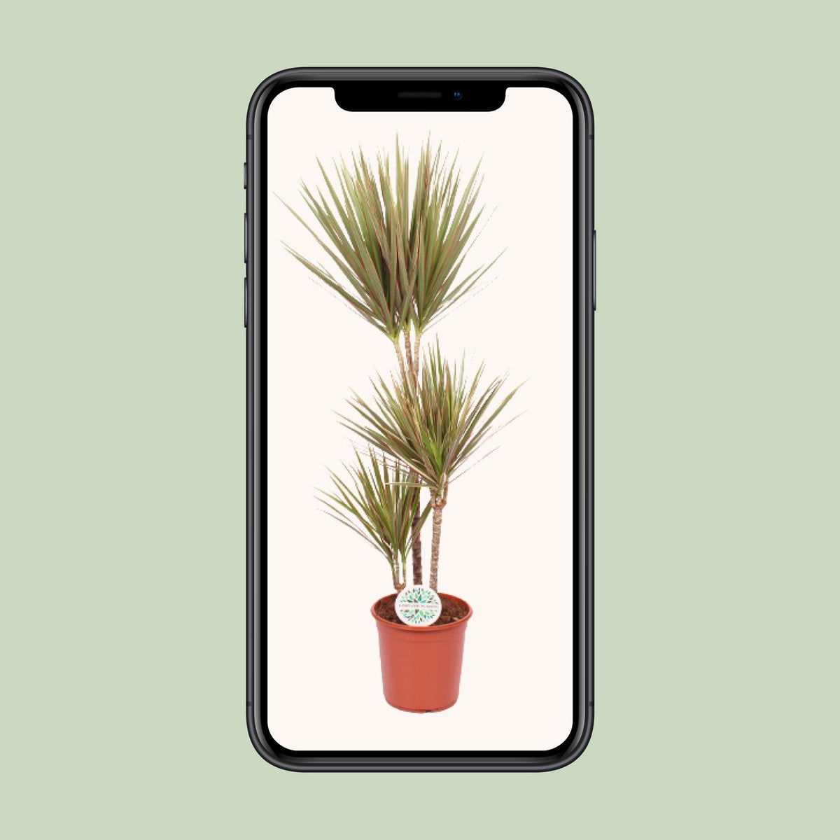 Detailfoto van Dracaena Bicolor