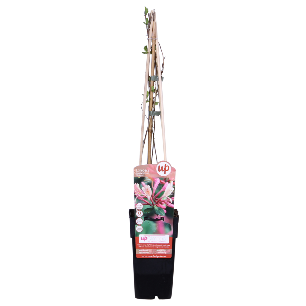 Productafbeelding van Pureplant