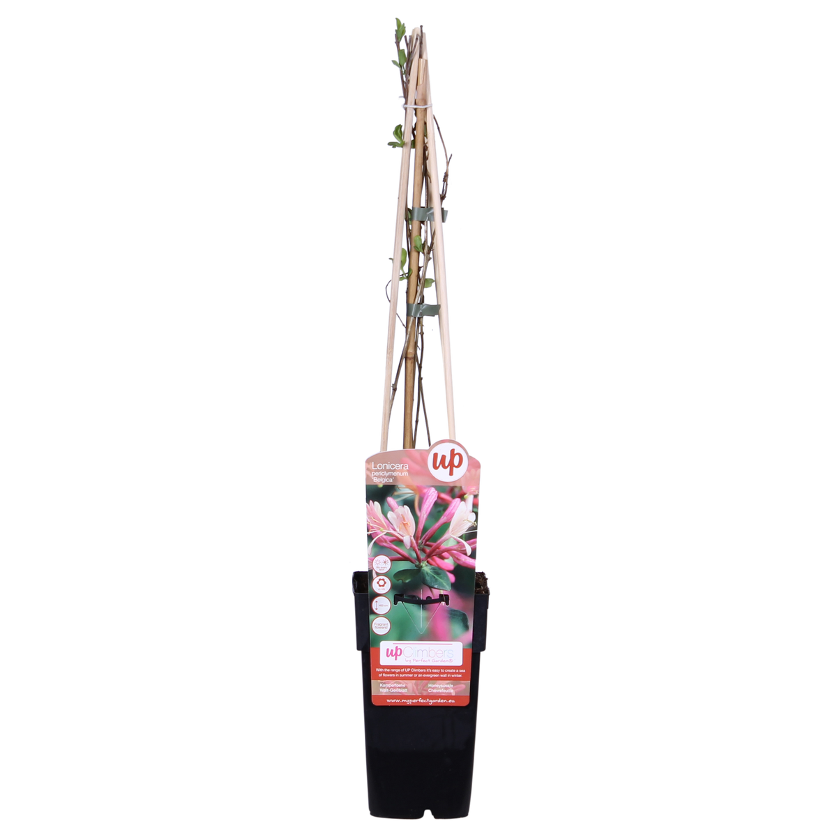Productafbeelding van Pureplant