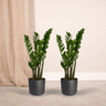 2x Zamioculcas Zamiifolia - Emerald palm
