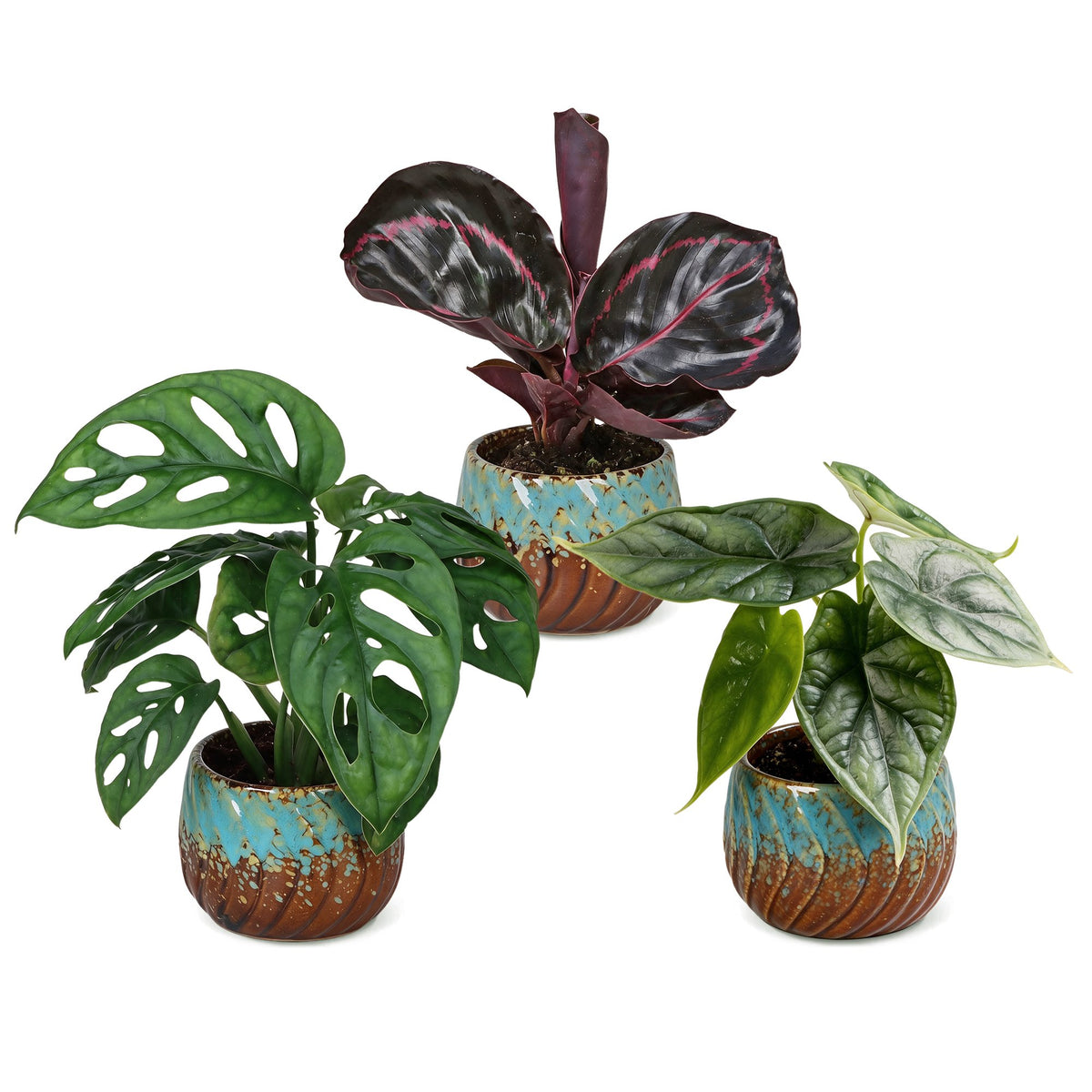 3x Baby Jungle Mix voor een tropische sfeer in huis