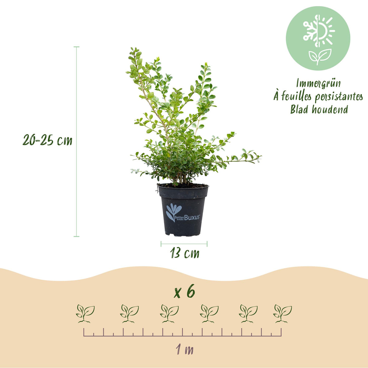 BetterBuxus Babylon Beauty, tegen buxusschimmel, compacte plant in kweekpot