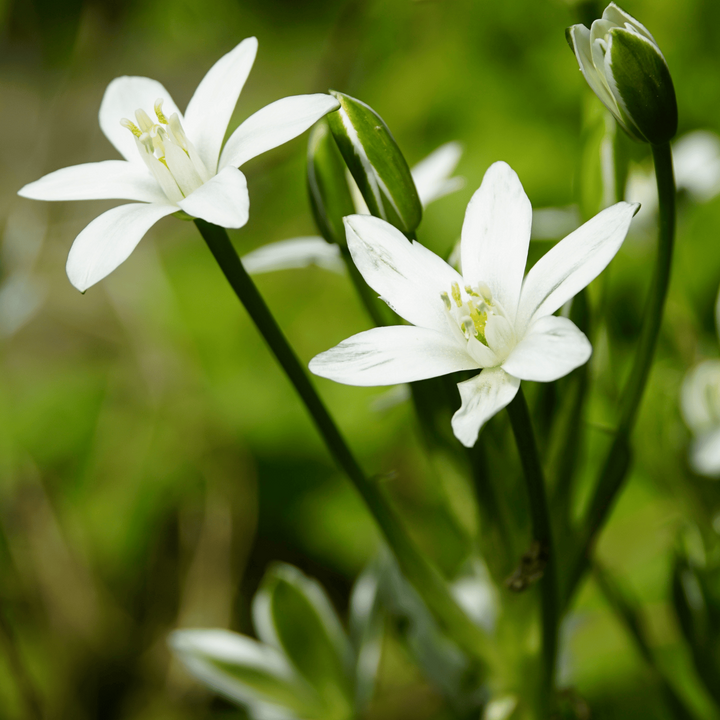 Vogelmelk Ornithogalum bloembollen, witte sterren, 30 stuks