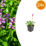 Stachys mon. &