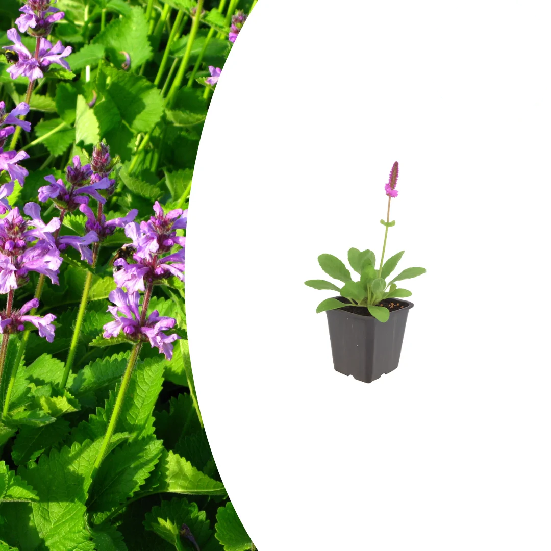 Stachys mon. 'Hummelo', kenmerkend blad