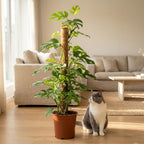 Mini Gatenplant - Monstera Minima Mosstok met witte pot, kenmerkend blad