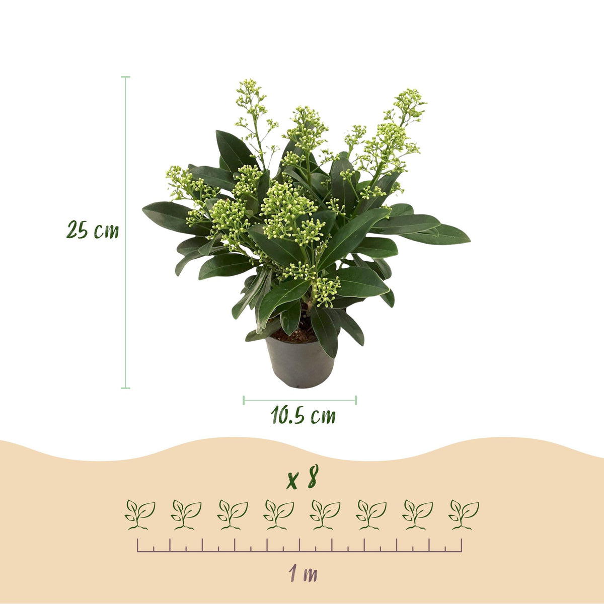 Skimmia japonica Duo, groene bladeren