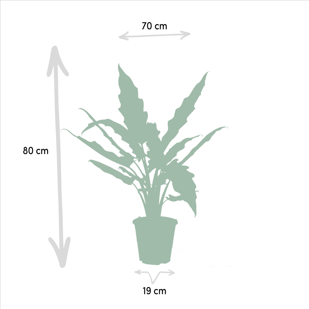 Detailfoto van Alocasia Zebrina