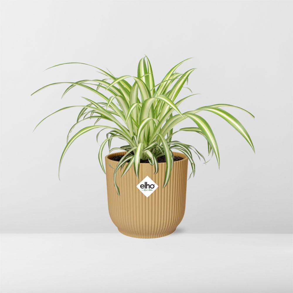 Detailfoto van Chlorophytum Comosum Variegatum in ELHO Vibes Fold 14cm geel