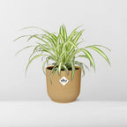 Detailfoto van Chlorophytum Comosum Variegatum in ELHO Vibes Fold 14cm geel