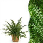 Nephrolepsis exaltata Green Lady met mand, detail van het blad