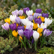 Grootbloemige krokus mix bloembollen, foto 2