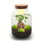 DIY terrarium Milky Bonsai