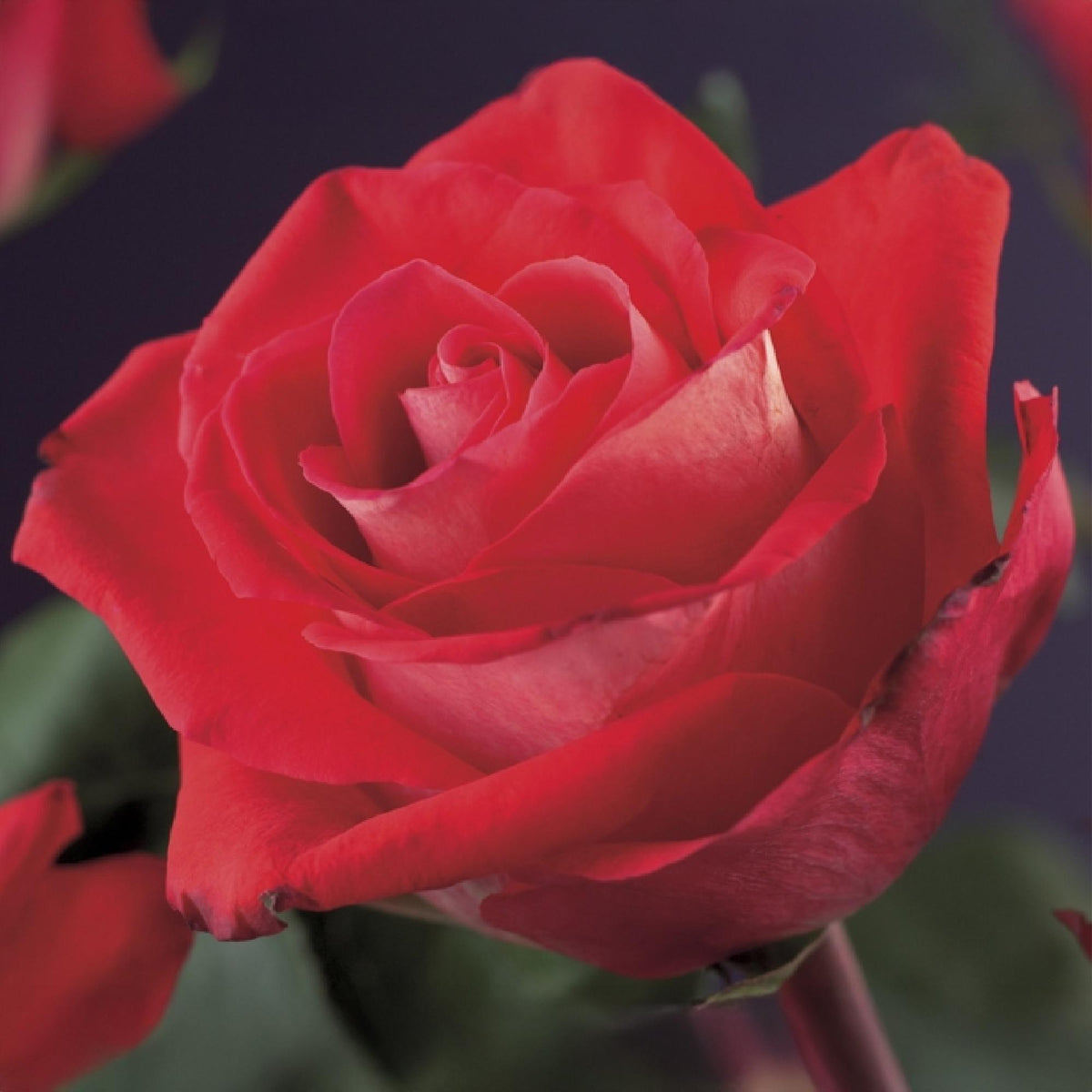 Rosa Red Climber, groene bladeren
