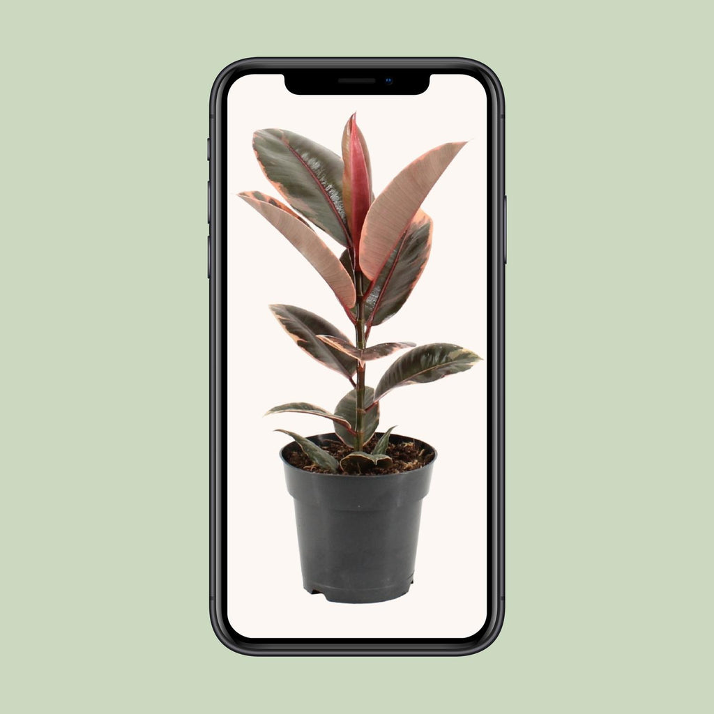 Detailfoto van Ficus Elastica Belize