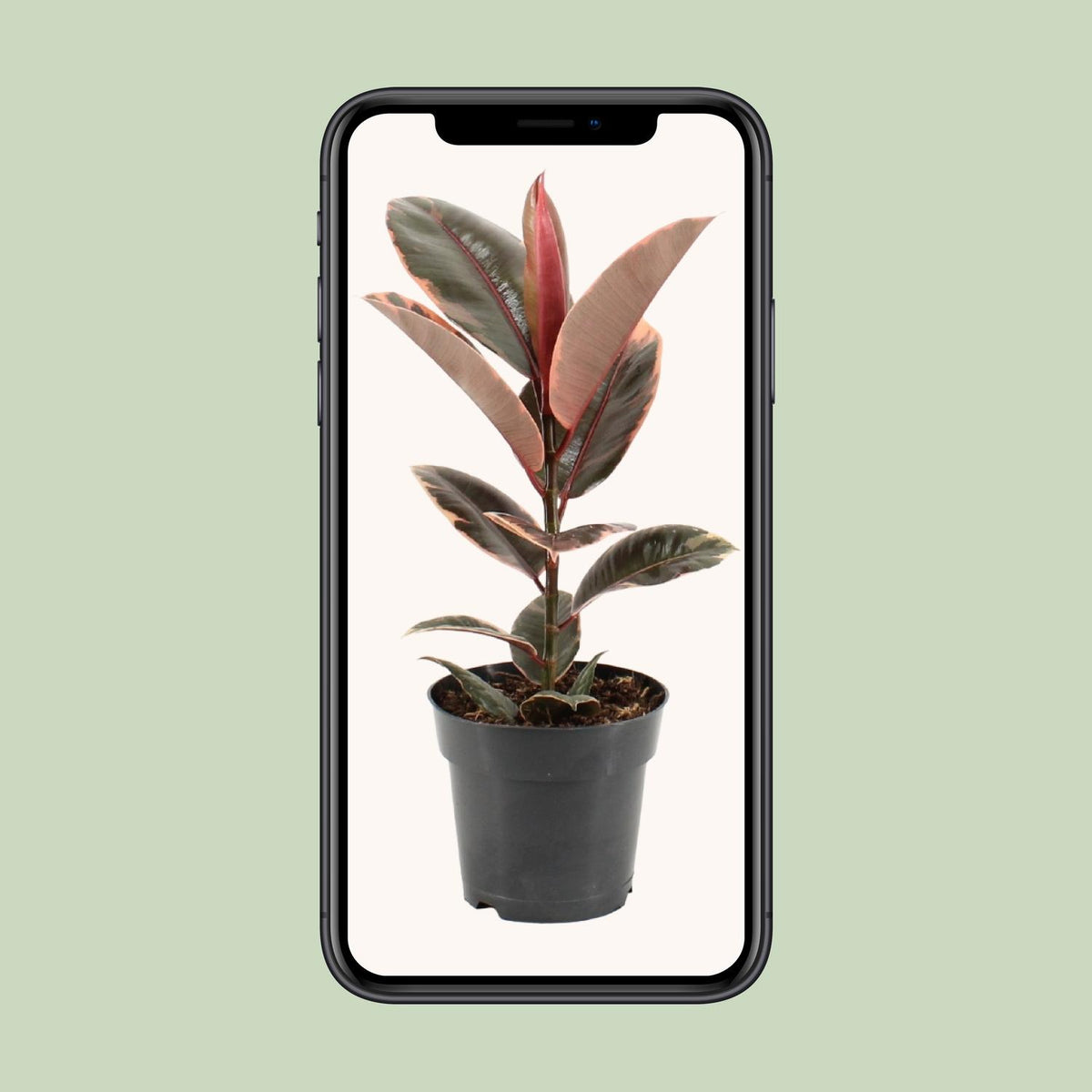 Detailfoto van Ficus Elastica Belize