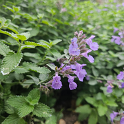 Kattenkruid Nepeta, aromatisch, zelf kweken, 6 pluggen
