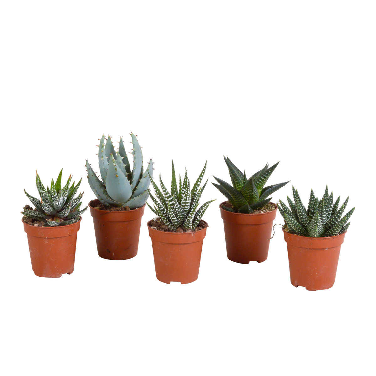 Productafbeelding van Pureplant