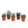 Gasteria/Haworthia mix