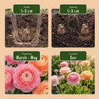 Ranonkel Ranunculus pastel mix bloembollen, foto 4