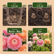 Ranonkel Ranunculus pastel mix bloembollen, foto 4