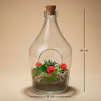 Love in a Bottle - DIY Open Planten terrarium, groeiwijze van de plant