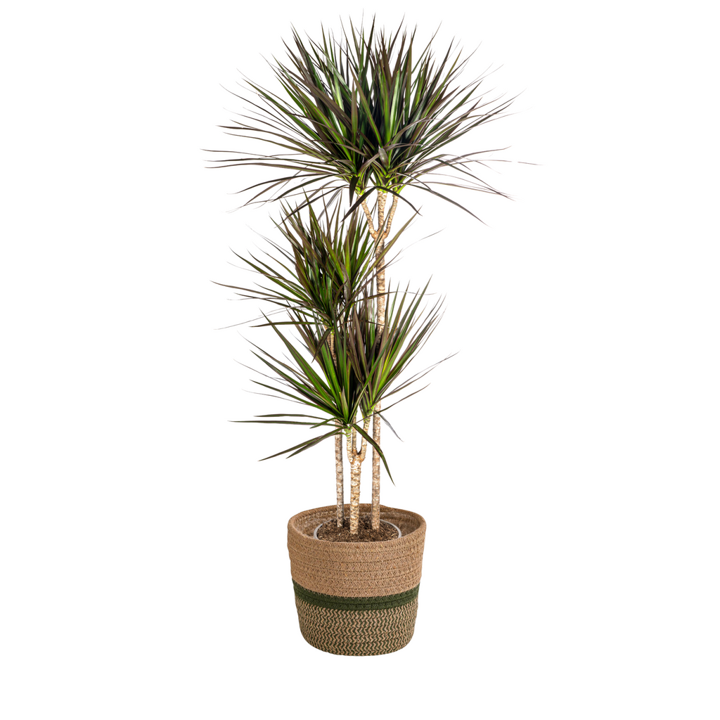 Dracaena Marginata Magenta met mand, plant in pot