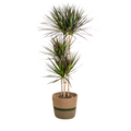 Dracaena Marginata Magenta met mand, plant in pot