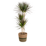 Dracaena Marginata Magenta met mand