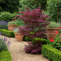 Japanse esdoorn Acer palmatum Bloodgood, plant in pot