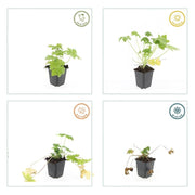 Geranium macr. &
