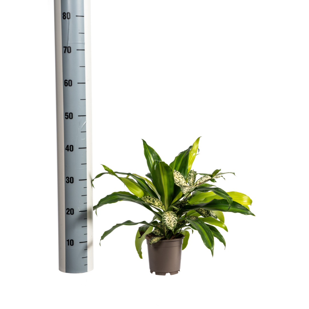 Mixed Combo, groeiwijze van de plant
